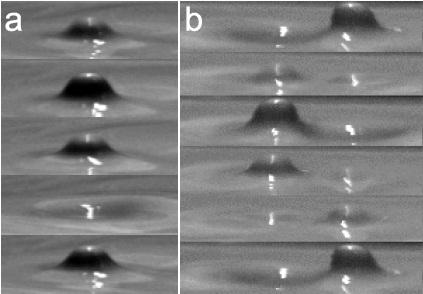 Осциллоны в растворе глины: (a) одиночный; (b) пара в противофазе