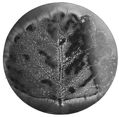 Фантом листа Фантом листа