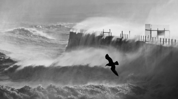 bird-in-the-storm