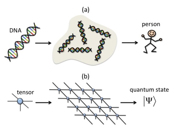 dna-tensor-network